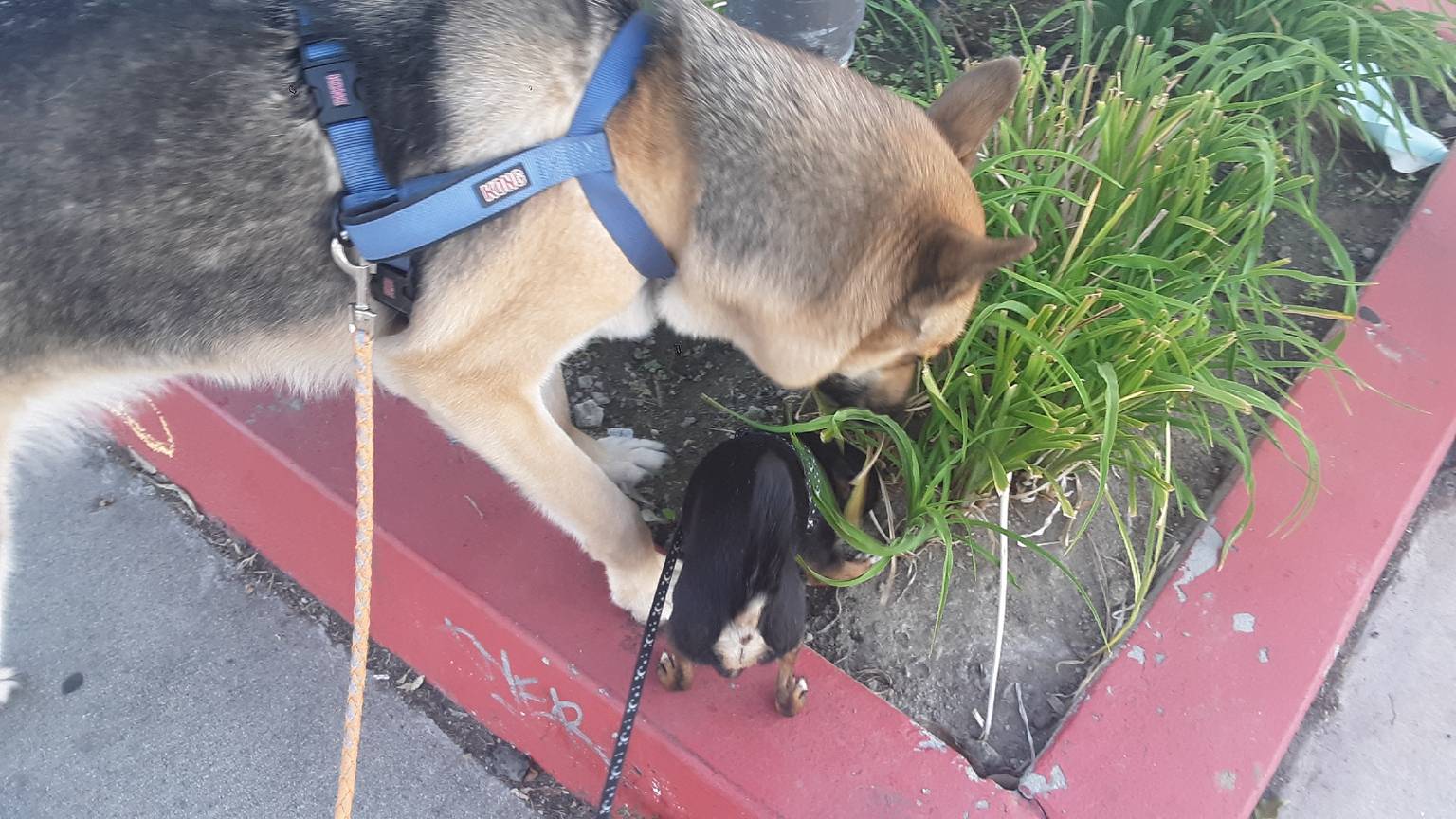 Dog receiving personalized care and attention